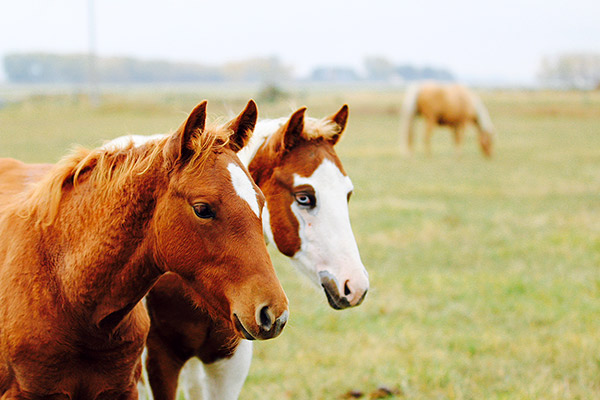 Image courtesy of 3D Paints & Quarter Horses
