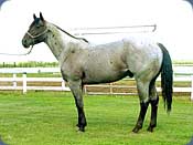 Amego Star Tramp - 1995 Gray Stallion from Bechthold Quarter Horses - Click to enlarge