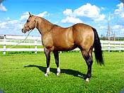 One Misty Doc - 1997 Buckskin Stallion from Bechthold Quarter Horses - Click to enlarge