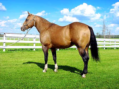 One Misty Doc - 1997 Buckskin Stallion from Bechthold Quarter Horses
