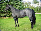 Pappys Quincy - 1999 Blue Roan Stallion from Bechthold Quarter Horses - Click to enlarge