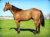 Poco Bars Hancock - 2000 Red Roan Stallion from Bechthold Quarter Horses - Click to enlarge