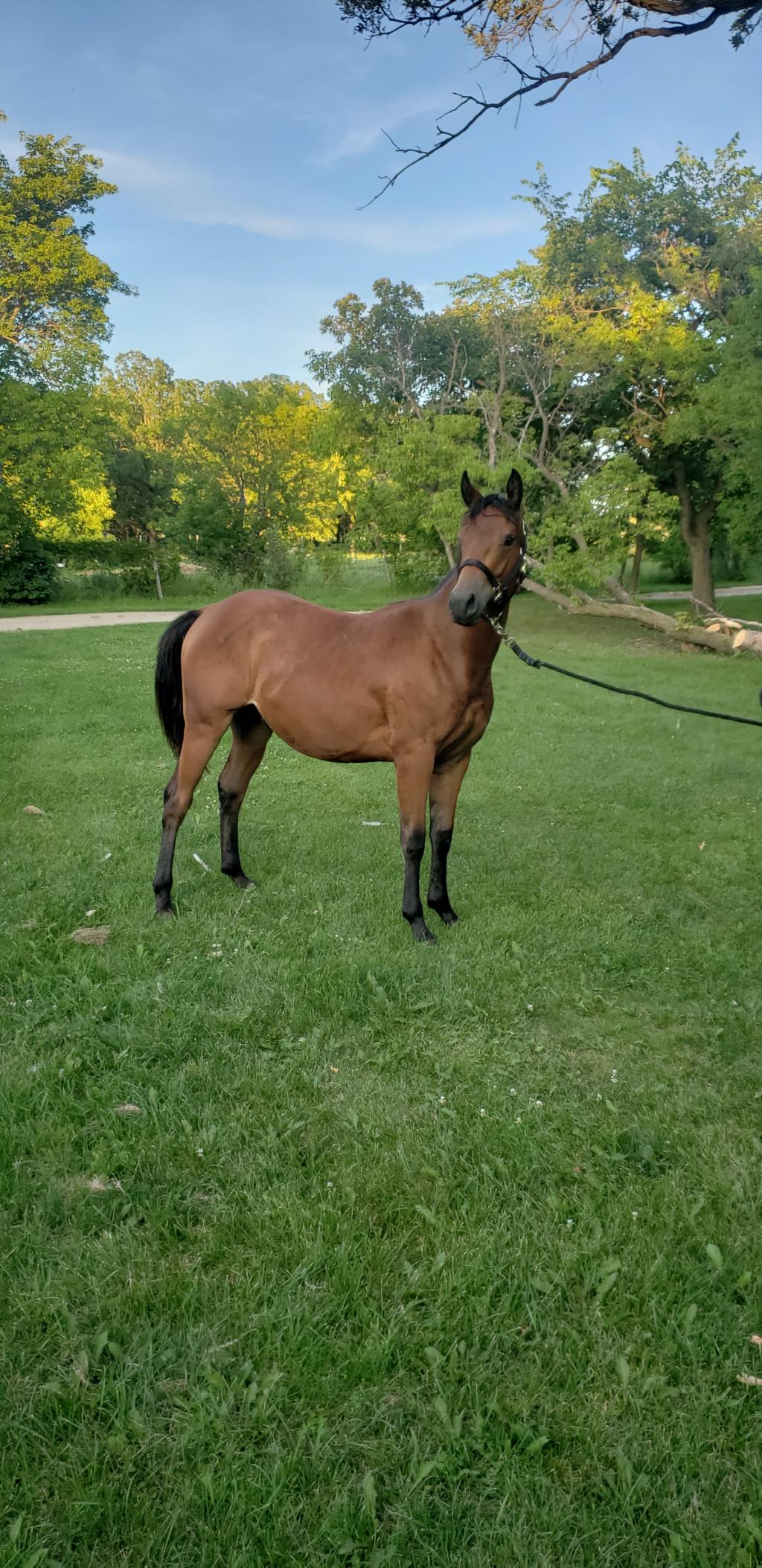 Ge Gibsons Whizkey 2021 Aqha Bay Gelding For Sale