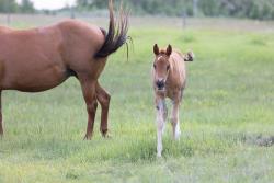 Shiners Q Chex Filly