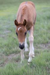 Shiners Q Chex Filly