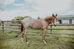 Pending AQHA Filly