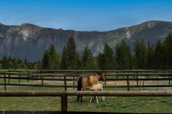 36 Acre Horse Property Creston BC