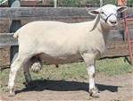 Sheep Trax Magnus 396M