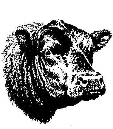 Coyote Acres Ranch - Angus Cattle