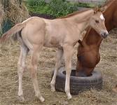 July 3 2024 2 weeks oldXoticas 2024  foal