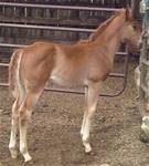 May 30 2024 4 weeks oldWatch Bobbie Riker 2024 foal