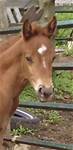 June 30 2024  4 weeks oldWatch Bobbie Riker 2024 foal